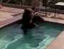 دب يهرب من درجة الحرارة العالية بكاليفورنيا فى حمام سباحة.. صورة المرأة والمنوعات