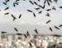 أسراب من النمل الطائر تحلق في سماء لندن.. فما السبب؟ منوعات