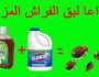 افضل الطرق للتخلص من حشره البق المزعج اخبار اليوم