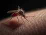 علماء يحلمون بالقضاء على الملاريا بتعديل الحمض النووي للبعوض الناقل للمرض.. هل ينجح المشروع؟