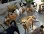 الداخلية تكشف سبب تجميع شخص للكلاب الضالة في أجولة