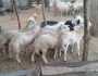 هل أصبح لحم الغنم ”حُلماً” للمواطنين في عدن؟