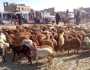 الحوثيون يمنعون توزيع الأضاحي مباشرة على الفقراء والمساكين