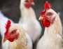 الحكومة تكشف حقيقة ظهور إصابات بسلالة جديدة من أنفلونزا الطيور