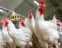 زيادة 25%.. شعبة الدواجن تحذر من ارتفاع الأسعار في رمضان