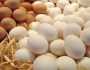 قبل عيد الفطر.. رئيس شعبة الدواجن يكشف توقعاته لأسعار البيض خلال الفترة المقبلة