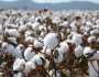 الزراعة: سعر القطن يصل إلى 12 ألف جنيه في الموسم الجديد