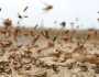 إدارة مكافحة الآفات: تصدينا لـ 32 سربا من الجراد فى أسوان