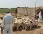 أسعار الأضاحي في العراق تلامس 5 ملايين دينار رغم مخاوف الحمى النزفية