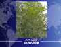 البصرة تسابق الزمن لمواجهة التطرف المناخي.. أشجار منقرضة تستعيد حياتها
