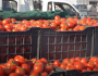 أسعار الطماطم تخلق أزمة في المطبخ العراقي وانخفاض أسعارها سيأخذ وقتا