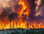 علماء: معدلات حرائق الغابات وشدتها ستزداد مع الزمن