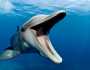 الاكثر غرابة.. اكتشاف دولفين فريد من نوعه في العالم