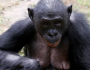 دراسة: القردة توصل معلومات للبشر لتغيير سلوكه