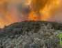 السيطرة عل حريق غابة مغراوة بإقليم تازة المغربي بنسبة 90% والمساحة المتضررة 790 هكتارا (فيديو)