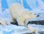 'الغارديان': الدببة القطبية مهددة بالانقراض بسبب تغير المناخ