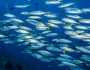 دراسة: سمك السردين هاجر من سواحل موريتانيا والسنغال نحو المغرب