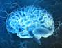 دراسة تكشف آلية يتبعها الدماغ للتغلب على آثار الانفصال