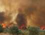 السجن والغرامة لشخص أدين بإضرام النار في غابة بالحسيمة