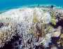 نصف الشعاب المرجانية في ماليزيا تتعرض للابيضاض بسبب الاحترار المناخي