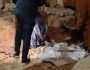 تحقيقات بعد اكتشاف 3 جماجم وعظام بشرية بورش بالداخلة
