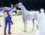 “آية المعود” أجمل الأفراس في فعاليات “الإمارات الوطنية” للخيول العربية