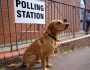 أمام مكاتب التصويت البريطانية ناخبون وكلابٌ أيضا.. مواقع التواصل تحتفي بالحدث